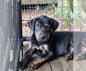 Mutt Dogs for adoption in Royal Palm Beach, FL, USA