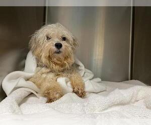 Poodle (Miniature)-Unknown Mix Dogs for adoption in Pasadena, CA, USA