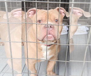 Bulldog-Unknown Mix Dogs for adoption in Bridgewater, NJ, USA