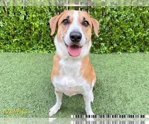 Labrador Retriever-Unknown Mix Dogs for adoption in West Palm Beach, FL, USA