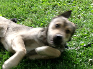 Mastiff-Unknown Mix Dogs for adoption in Yakima, WA, USA