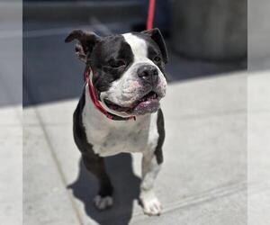 Boxer-Unknown Mix Dogs for adoption in Las Vegas, NV, USA
