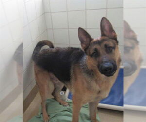 German Shepherd Dog Dogs for adoption in Derwood, MD, USA