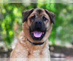 Labrador Retriever-Unknown Mix Dogs for adoption in Tavares, FL, USA