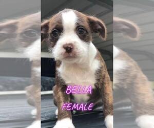 Boston Terrier-Unknown Mix Dogs for adoption in Alexandria, VA, USA