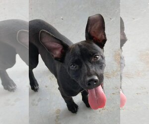 American Staffordshire Terrier-Australian Kelpie Mix Dogs for adoption in Pleasanton, TX, USA