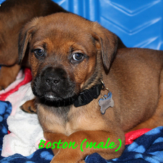 Medium Photo #1 Boxweiler Puppy For Sale in Alameda, CA, USA