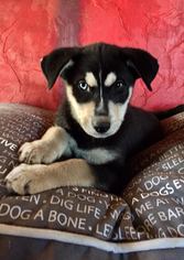 Medium Photo #1 German Shepherd Dog-Siberian Husky Mix Puppy For Sale in Memphis, TN, USA