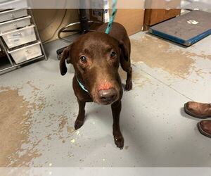 Labrador Retriever-Unknown Mix Dogs for adoption in Ocala, FL, USA