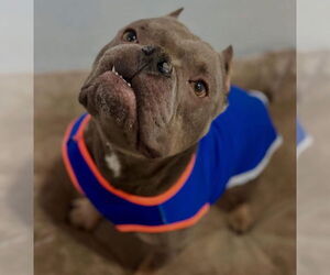 Mutt Dogs for adoption in Las Vegas, NV, USA