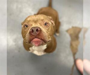 American Pit Bull Terrier Dogs for adoption in Peoria, IL, USA