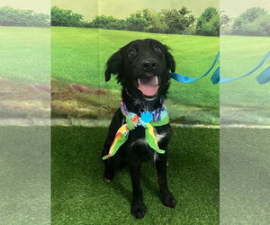 Cocker Spaniel-Unknown Mix Dogs for adoption in Euless, TX, USA