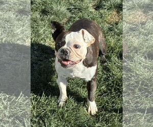 Boston Terrier Dogs for adoption in Hesperia, CA, USA