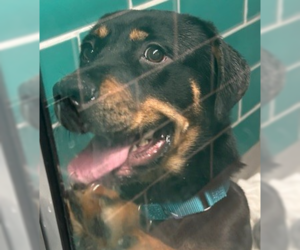 Rottweiler Dogs for adoption in Hillsboro, NH, USA