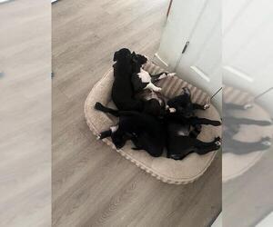 Labrador Retriever Dogs for adoption in Lawrenceville, NJ, USA