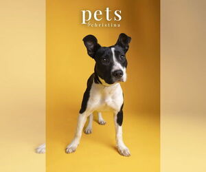 Staffordshire Bull Terrier-Unknown Mix Dogs for adoption in Foristell, MO, USA