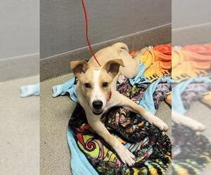 Labrador Retriever-Unknown Mix Dogs for adoption in Las Vegas, NV, USA