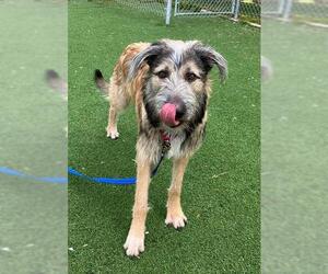 Mutt Dogs for adoption in Fruit Heights, UT, USA