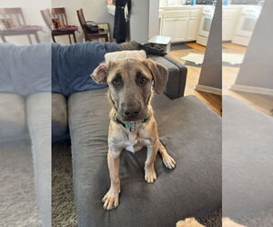 Medium Photo #5 Labmaraner Puppy For Sale in Dana Point, CA, USA