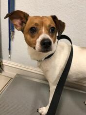 Jack-Rat Terrier Dogs for adoption in Waco, TX, USA