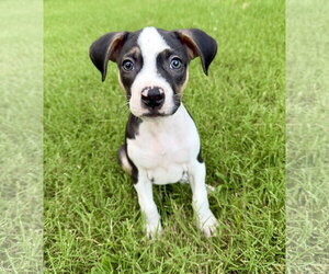 Mutt Dogs for adoption in Hillsboro, MO, USA