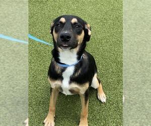 German Shepherd Dog-Unknown Mix Dogs for adoption in Fayetteville, NC, USA