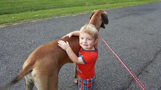 Great Dane Dogs for adoption in Warwick, RI, USA