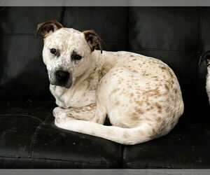 Mutt Dogs for adoption in Shelburne, VT, USA