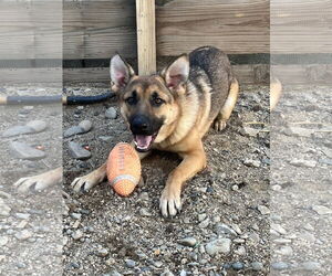 German Shepherd Dog-Unknown Mix Dogs for adoption in Dana Point, CA, USA