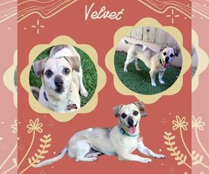 Chiweenie Dogs for adoption in Lindsay, CA, USA