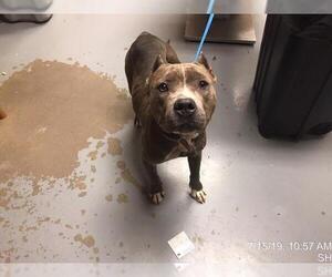 Staffordshire Bull Terrier Dogs for adoption in Ocala, FL, USA