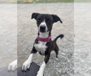 Rat Terrier-Unknown Mix Dogs for adoption in Evansville, IN, USA