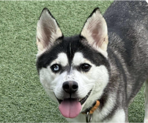 Siberian Husky-Unknown Mix Dogs for adoption in San Ramon, CA, USA