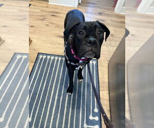 Boxer Dogs for adoption in Woodbury, MN, USA