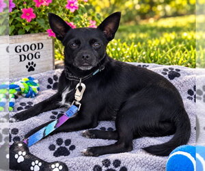 Chihuahua-Unknown Mix Dogs for adoption in Rocky Mount, NC, USA