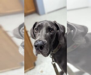 Great Dane Dogs for adoption in Buffalo, MN, USA