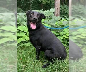 German Shepherd Dog Dogs for adoption in Clarkesville, GA, USA