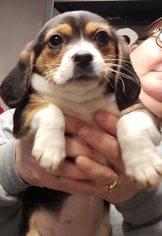 Beagle Dogs for adoption in Smithfield, PA, USA
