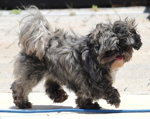 Shih Tzu Dogs for adoption in Mechanicsburg, PA, USA