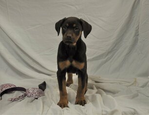 Doberman Pinscher-Unknown Mix Dogs for adoption in Silver Spring, MD, USA