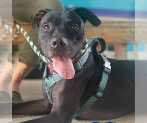Mutt Dogs for adoption in Roanoke, VA, USA
