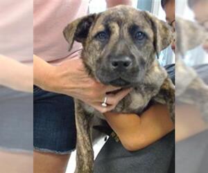 Chow Chow-Mastiff Mix Dogs for adoption in Oklahoma City, OK, USA