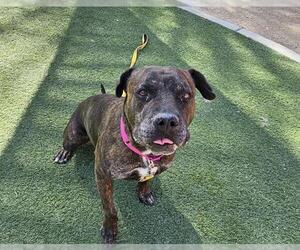 American Pit Bull Terrier-Unknown Mix Dogs for adoption in Las Vegas, NV, USA