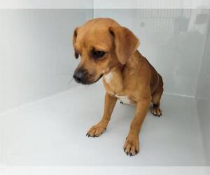 Chiweenie Dogs for adoption in Houston, TX, USA