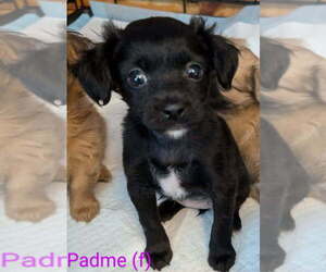 Chihuahua-Unknown Mix Dogs for adoption in San Bernardino, CA, USA