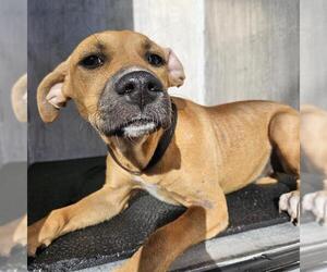 Rhodesian Ridgeback Dogs for adoption in San Antonio, TX, USA