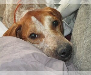 English Coonhound Dogs for adoption in Ontario, Ontario, Canada