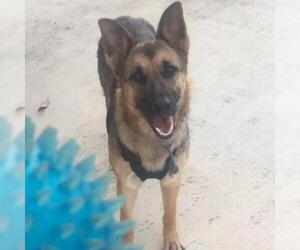 German Shepherd Dog Dogs for adoption in San Marcos, TX, USA