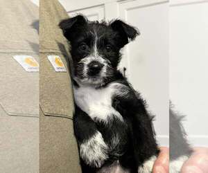 Mutt Dogs for adoption in Turlock, CA, USA