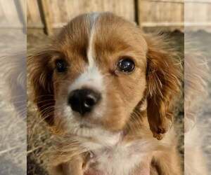 Cavalier King Charles Spaniel Dogs for adoption in Lee's Summit, MO, USA